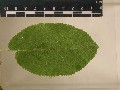 Taille_limbe Viburnum_lantana1_2.jpg